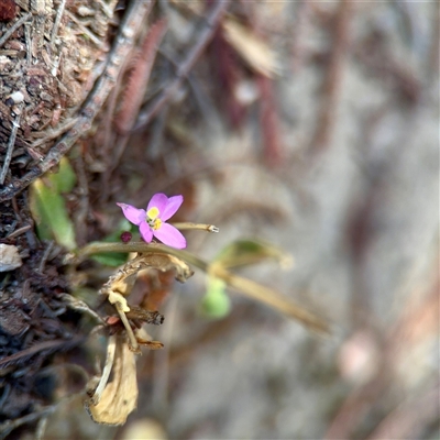 Centaurium erythraea (Common Centaury) at Lake George, NSW - 9 Mar 2025 by Hejor1