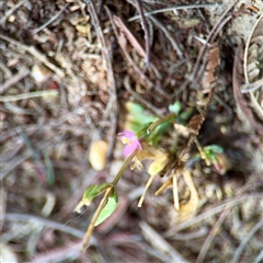 Centaurium erythraea at Lake George, NSW - 9 Mar 2025 01:28 PM