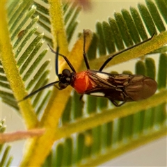 Trilaccus mimeticus (Braconid-mimic plant bug) at Lake George, NSW - 9 Mar 2025 by Hejor1