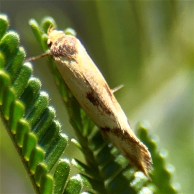 Olbonoma (genus) (A Concealer moth) at Lake George, NSW - 9 Mar 2025 by Hejor1