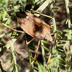 Poecilometis strigatus (Gum Tree Shield Bug) at Lake George, NSW - 9 Mar 2025 by Hejor1