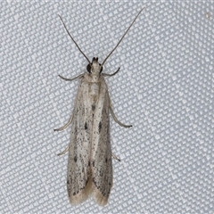 Faveria tritalis (Couchgrass Webworm) at Melba, ACT - 6 Mar 2025 by kasiaaus