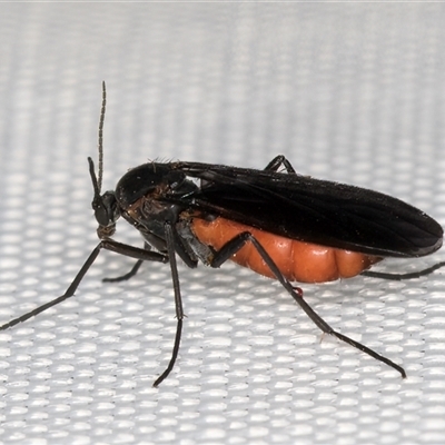 Sciaridae sp. (family) (Black fungus gnat) at Melba, ACT - 6 Mar 2025 by kasiaaus