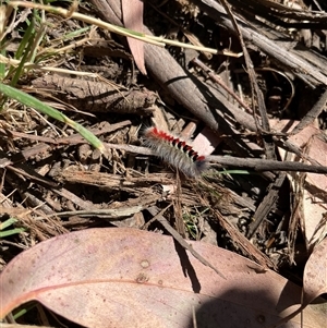 Trichiocercus sparshalli at Hotham Heights, VIC - 9 Mar 2025 10:03 AM
