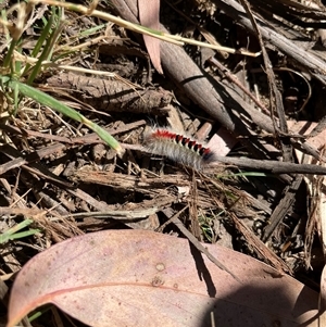Trichiocercus sparshalli at Hotham Heights, VIC - 9 Mar 2025 10:03 AM