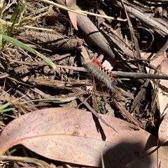 Trichiocercus sparshalli at Hotham Heights, VIC - 9 Mar 2025 10:03 AM