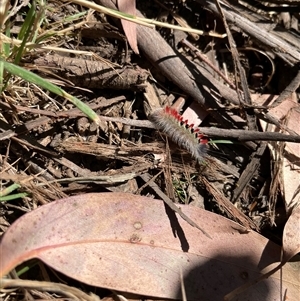 Trichiocercus sparshalli at Hotham Heights, VIC - 9 Mar 2025 10:03 AM