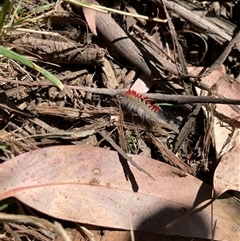 Trichiocercus sparshalli at Hotham Heights, VIC - 9 Mar 2025 10:03 AM
