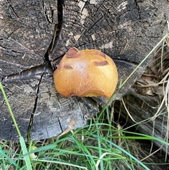 Unidentified Fungus at Falls Creek, VIC - 9 Mar 2025 by DeanoThommo