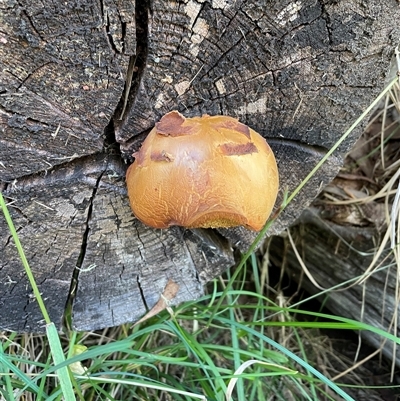 Unidentified Fungus at Falls Creek, VIC - 9 Mar 2025 by DeanoThommo