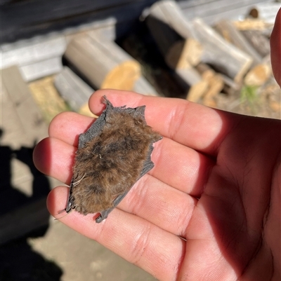 Unidentified Microbat at Falls Creek, VIC - 9 Mar 2025 by DeanoThommo