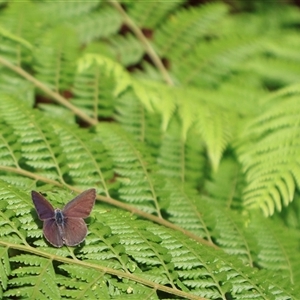 Unidentified Blue or Copper (Lycaenidae) at Narrawallee, NSW - Yesterday by Clarel