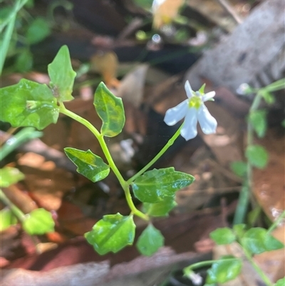 Lobelia purpurascens (White Root) at Narrawallee, NSW - 9 Mar 2025 by Clarel