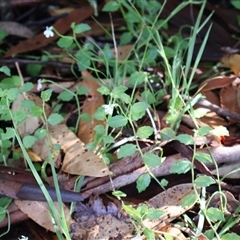 Lobelia purpurascens at Narrawallee, NSW - 9 Mar 2025 08:55 AM