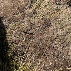 Unidentified Skink at Falls Creek, VIC - 8 Mar 2025 by DeanoThommo