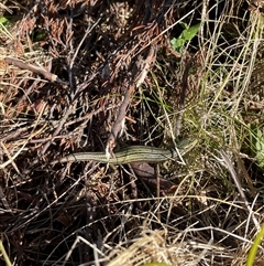 Unidentified Skink at Falls Creek, VIC - 8 Mar 2025 by DeanoThommo