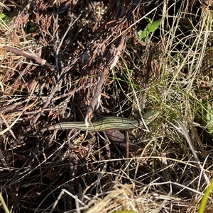 Pseudemoia sp (genus) at Falls Creek, VIC - 8 Mar 2025 09:50 AM