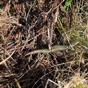 Pseudemoia sp (genus) at Falls Creek, VIC - 8 Mar 2025 09:50 AM