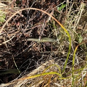 Pseudemoia sp (genus) at Falls Creek, VIC - 8 Mar 2025 09:50 AM