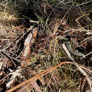 Pseudemoia sp (genus) at Falls Creek, VIC - 8 Mar 2025 09:50 AM