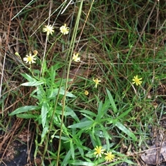 Senecio madagascariensis (Madagascan Fireweed, Fireweed) at Narrawallee, NSW - 9 Mar 2025 by Clarel