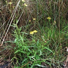Senecio madagascariensis at Narrawallee, NSW - 9 Mar 2025 10:10 AM