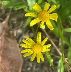 Senecio madagascariensis at Narrawallee, NSW - 9 Mar 2025 10:10 AM