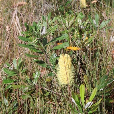 Banksia integrifolia subsp. integrifolia (Coast Banksia) at Narrawallee, NSW - 9 Mar 2025 by Clarel