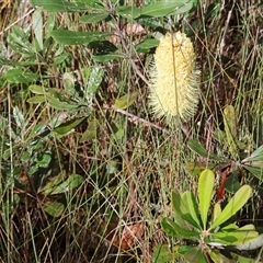 Banksia integrifolia subsp. integrifolia at Narrawallee, NSW - 9 Mar 2025 09:14 AM