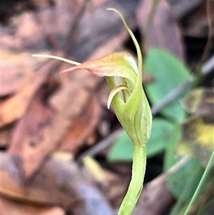 Pterostylis acuminata at Ulladulla, NSW - suppressed