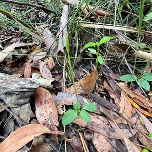 Pterostylis acuminata at Ulladulla, NSW - suppressed