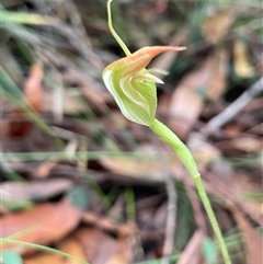 Pterostylis acuminata at Ulladulla, NSW - suppressed