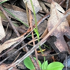 Pterostylis acuminata at Ulladulla, NSW - suppressed