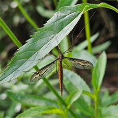 Leptotarsus (Leptotarsus) sp.(genus) (A Crane Fly) at Braidwood, NSW - 9 Mar 2025 by MatthewFrawley