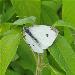 Pieris rapae (Cabbage White) at Braidwood, NSW - 9 Mar 2025 by MatthewFrawley