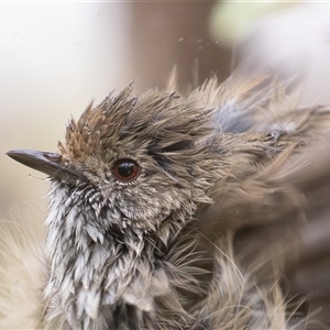 Acanthiza pusilla (Brown Thornbill) at Symonston, ACT - 9 Mar 2025 by rawshorty