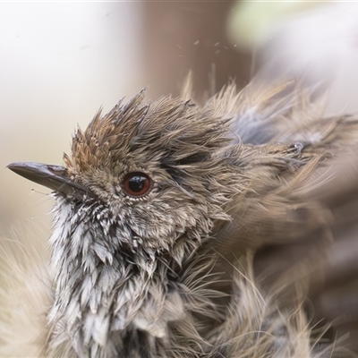 Acanthiza pusilla (Brown Thornbill) at Symonston, ACT - 9 Mar 2025 by rawshorty