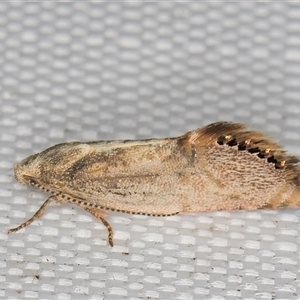 Eupselia melanostrepta at Melba, ACT - 6 Mar 2025 10:46 PM