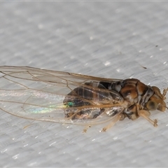 Cardiaspina sp. (genus) (Lace or Basket lerp) at Melba, ACT - 6 Mar 2025 by kasiaaus