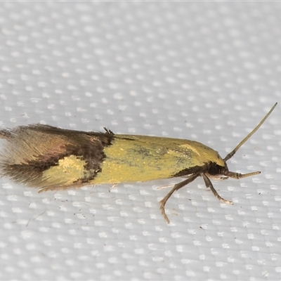 Opogona stereodyta (Tineid moth) at Melba, ACT - 6 Mar 2025 by kasiaaus