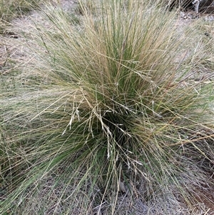 Nassella trichotoma (Serrated Tussock) at Watson, ACT - 7 Mar 2025 by waltraud