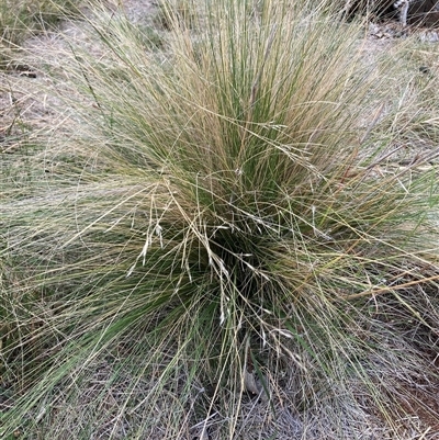 Nassella trichotoma (Serrated Tussock) at Watson, ACT - 7 Mar 2025 by waltraud