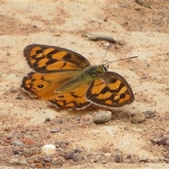 Heteronympha penelope (Shouldered Brown) at Pialligo, ACT - Today by Christine