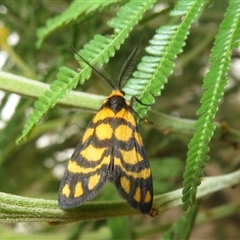 Asura lydia (Lydia Lichen Moth) at Pialligo, ACT - Today by Christine