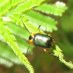 Aporocera (Aporocera) consors (A leaf beetle) at Pialligo, ACT - Today by Christine