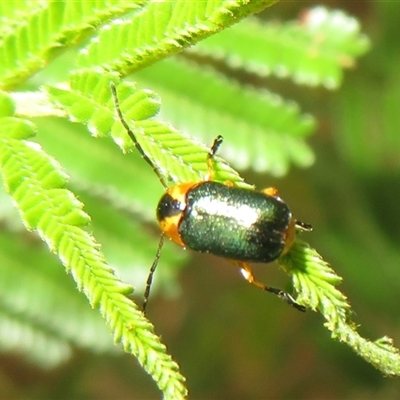 Aporocera (Aporocera) consors (A leaf beetle) at Pialligo, ACT - 9 Mar 2025 by Christine