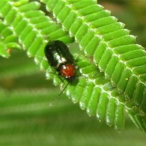 Adoxia benallae (Leaf beetle) at Pialligo, ACT - 9 Mar 2025 by Christine