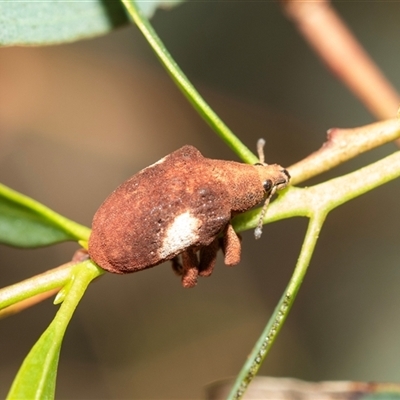 Gonipterus suturalis (Eucalypt weevil) at Higgins, ACT - 28 Feb 2025 by AlisonMilton