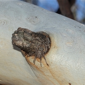 Araneidae (family) (Orb weaver) at Higgins, ACT - 28 Feb 2025 by AlisonMilton