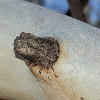 Araneidae (family) (Orb weaver) at Higgins, ACT - 28 Feb 2025 by AlisonMilton